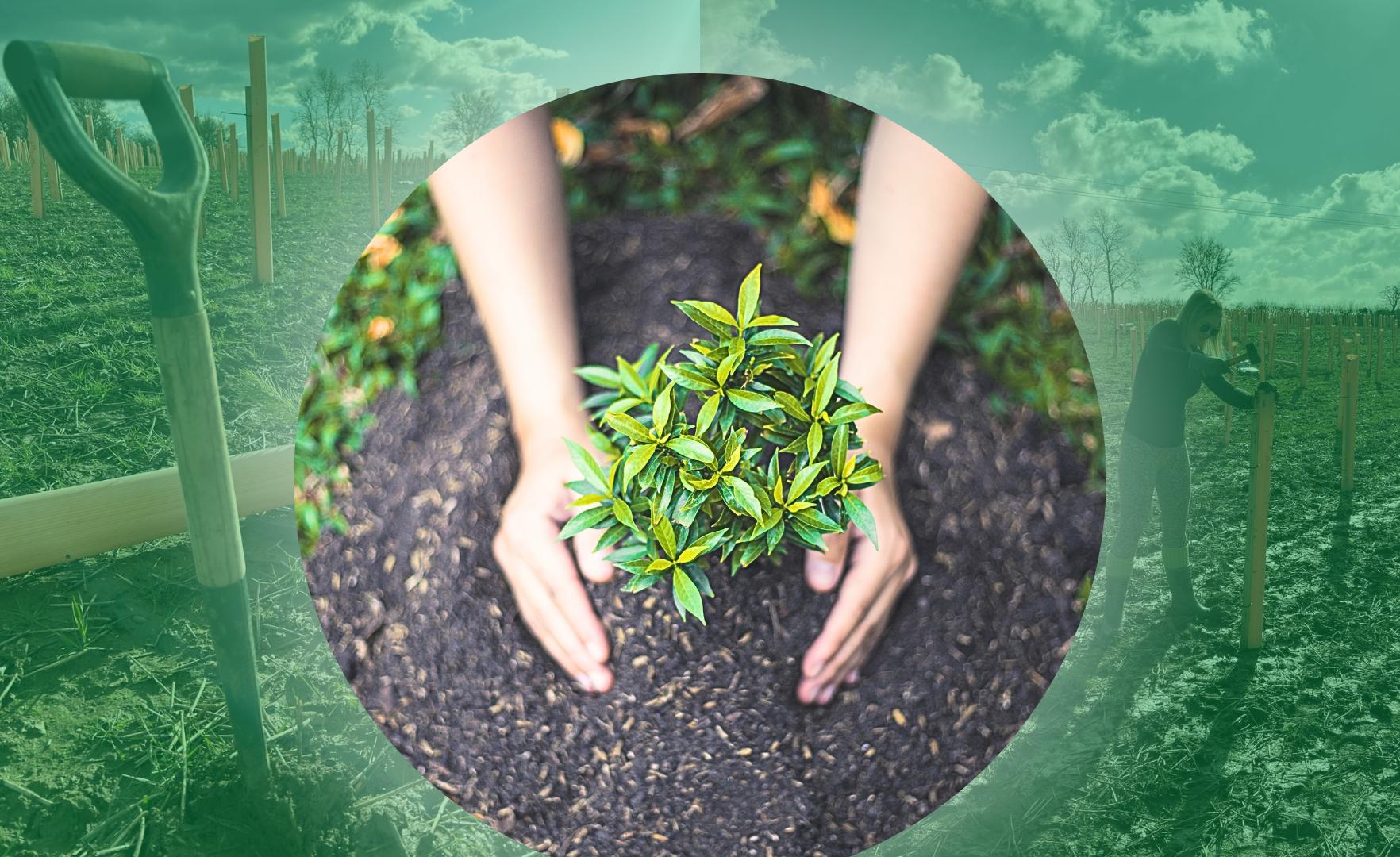Planting trees isn’t a strategy… it’s a promise you must earn.