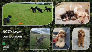 wp-content-uploads-2024-08-ncz-dogs-of-ncz-aug24-300x169